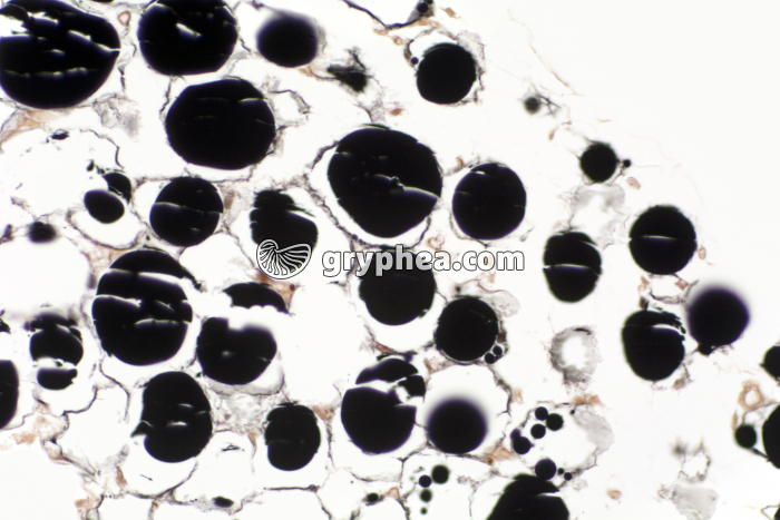 Tissu adipeux non dégraissé x100 - gryphea.com